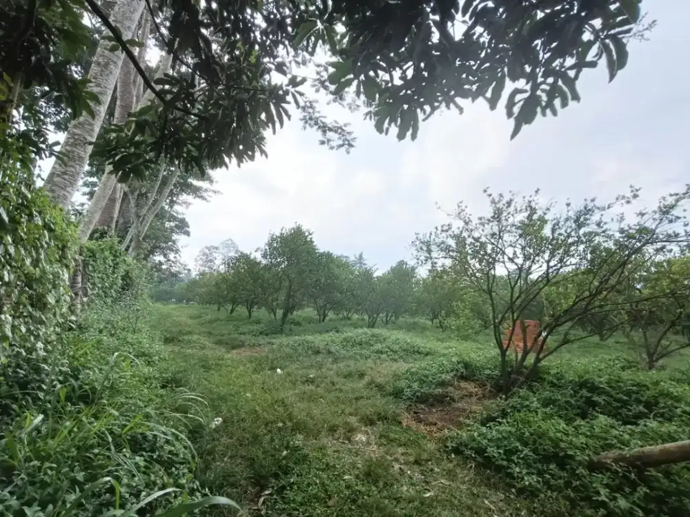 tanah kebun jeruk murah bululawang