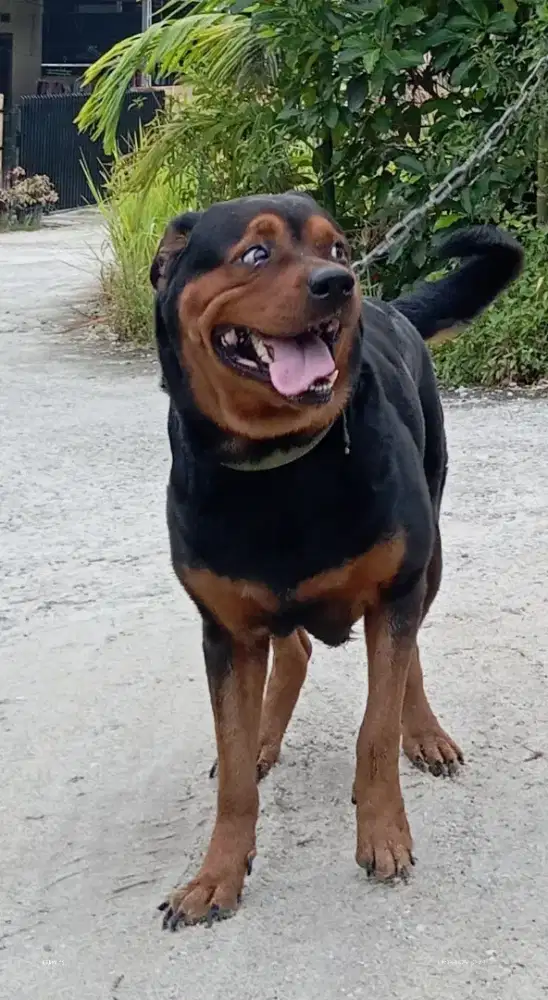 Anjing Rottweiller