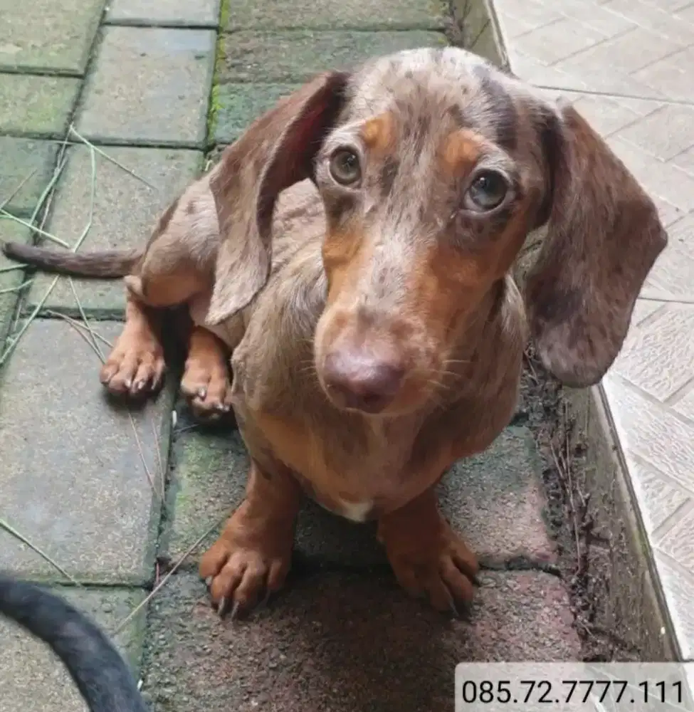Anak anjing Tekel / Dachshund Dapple, betina, minat srius wa no d foto