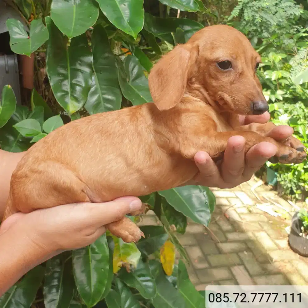 Anak anjing mini tekel / mini dachshund, minat serius wa no di foto