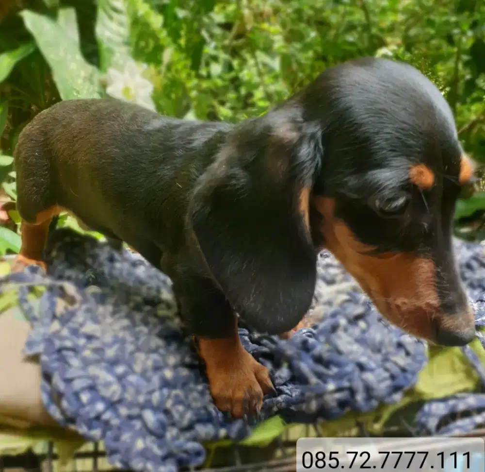 Anak anjing tekel / dachshund, jantan, minat serius wa no di foto