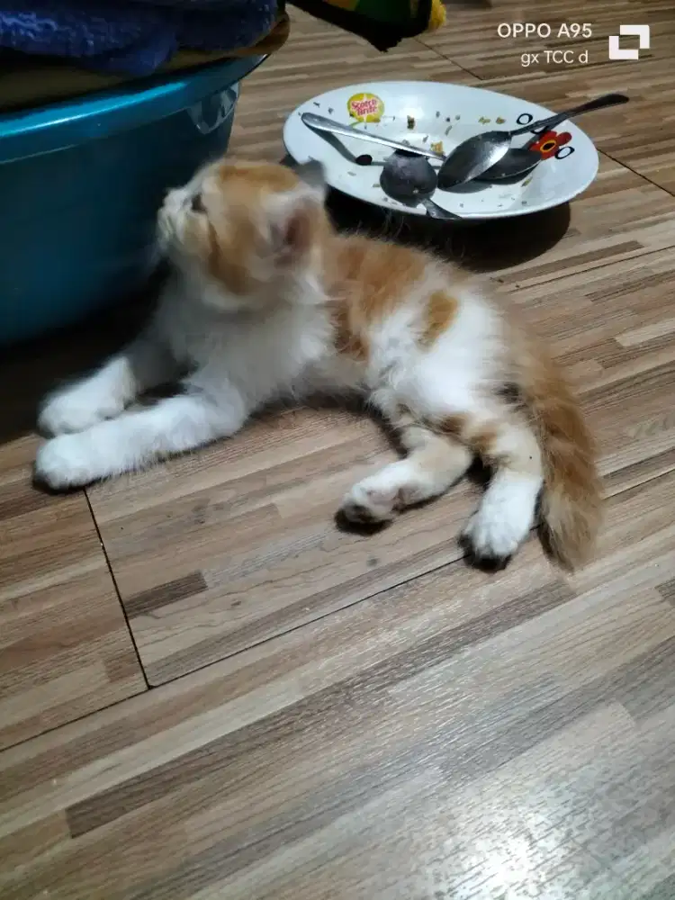 Lepas adopsi anak kucing 2 bulan