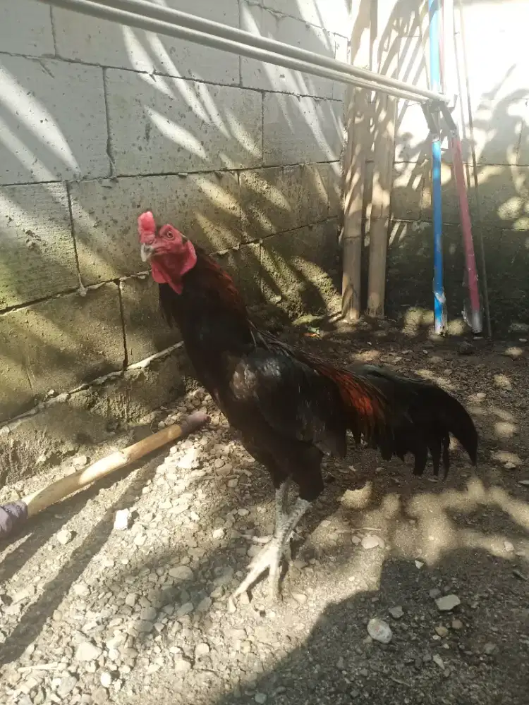 Ayam Bangkok apa adanya