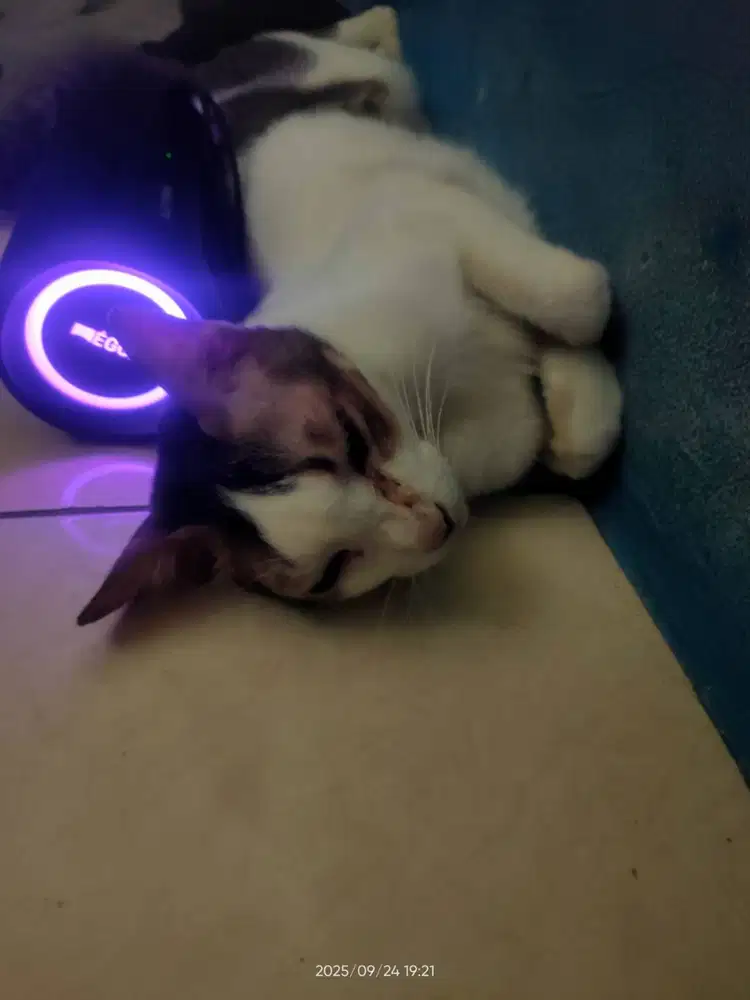 Asesoris maxi cat gypsum murah