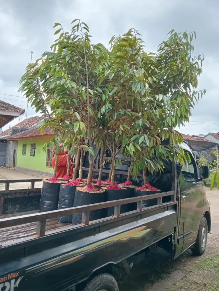 Bibit duren 2 meter ochee duri hitam musangking 2 meter bandar Lampung