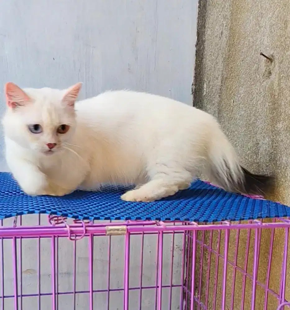 Munchkin gaelic straight odd eyes HAMIL /bsh/Scottish