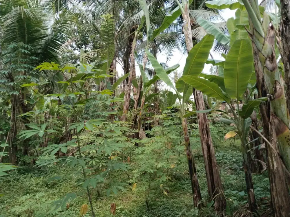 TANAH PREMIUM DI PAYANGAN DEKAT THE KAYON JUNGLE RESORT