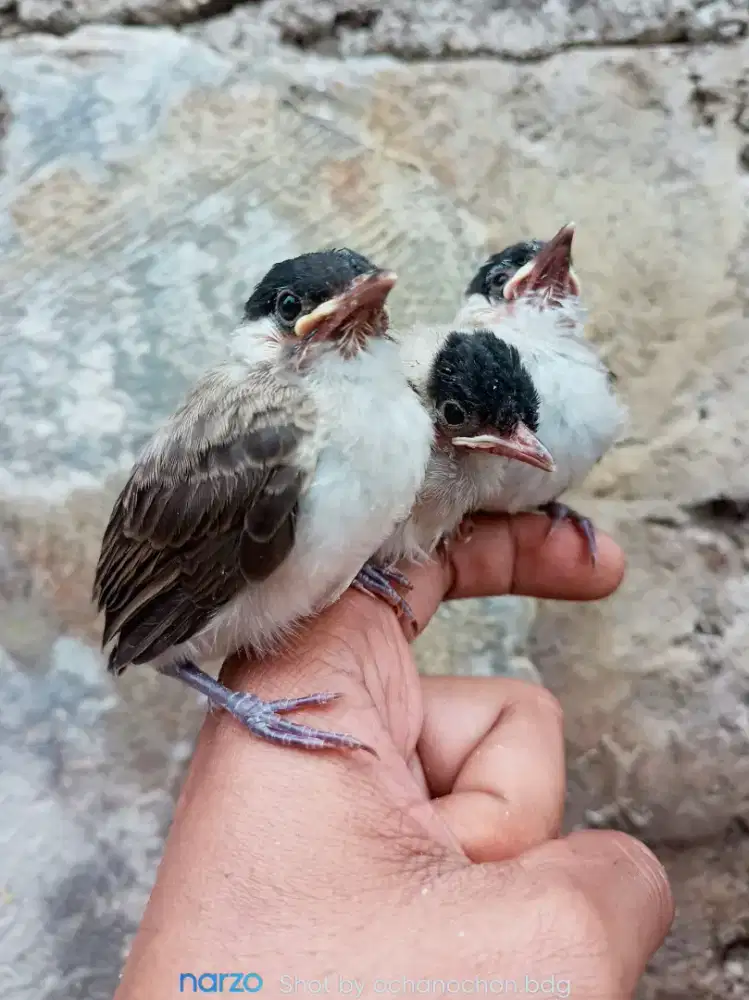 Anakan kutilang dan anakan gereja