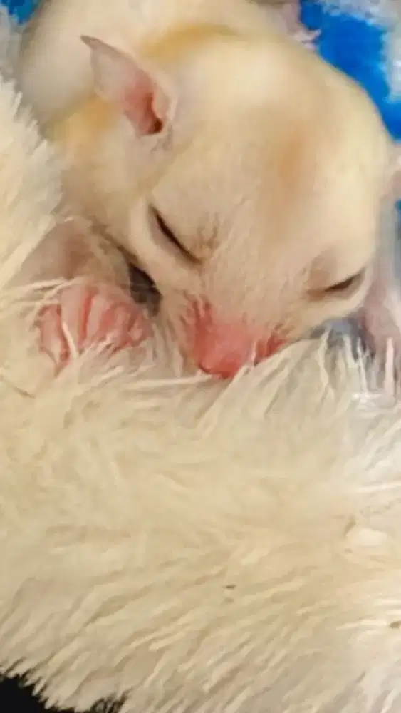 Sugar Glider Creamino Male OOP September