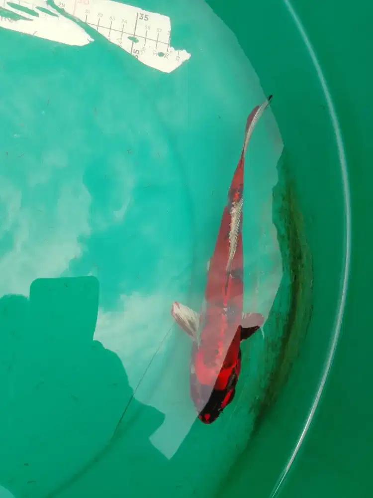 Ikan koi jenis kujaku Beni Ginga 27cm