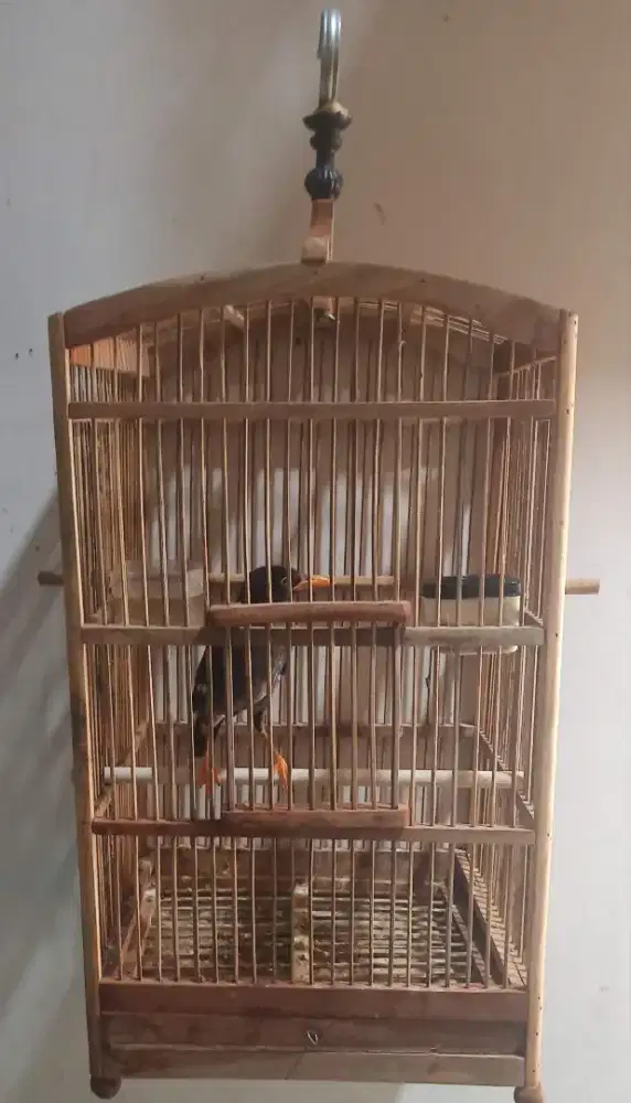 Jalak Kebo fullset nego