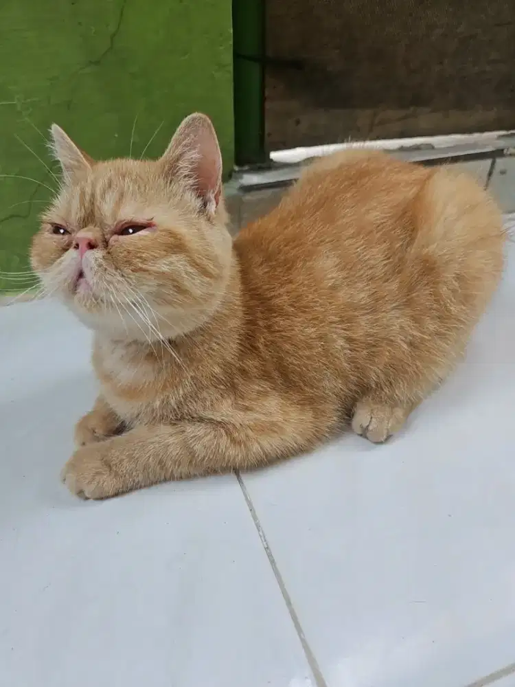 Exotic shorthair usia 12 bulan jatan