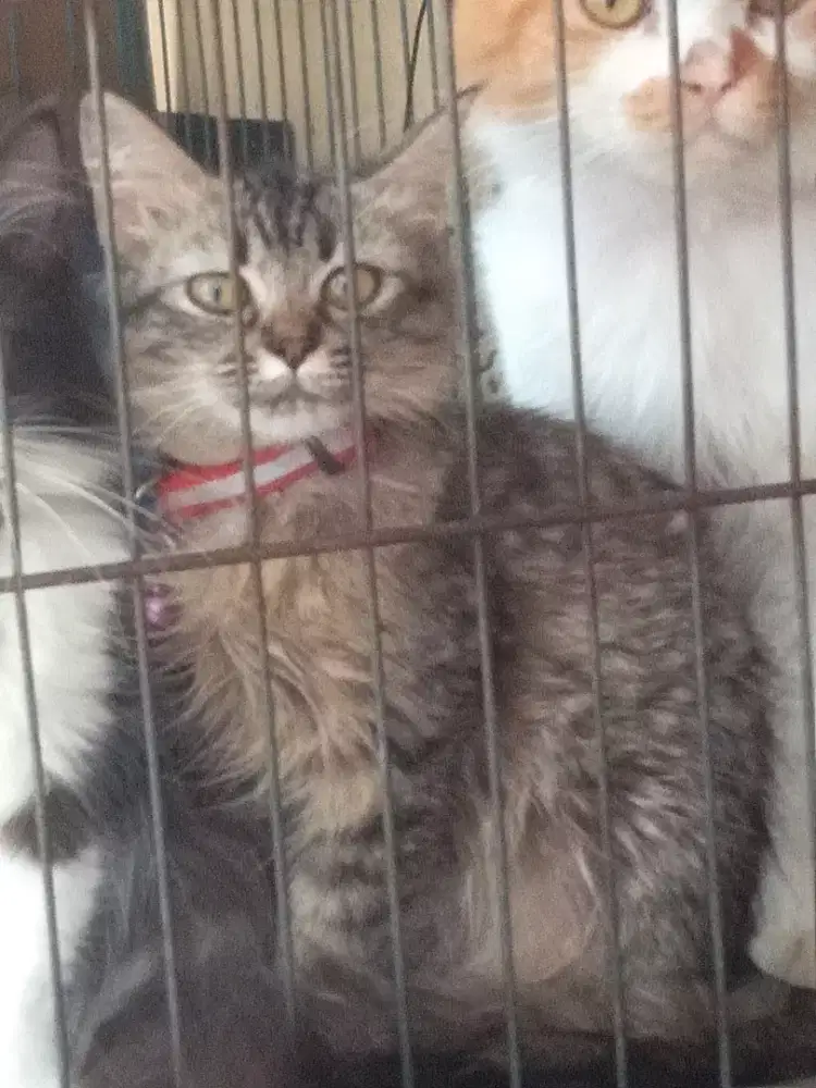 Kitten Persia medium