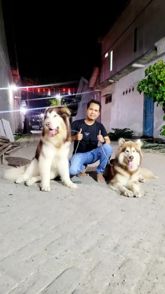 Giant alaskan malamut cina