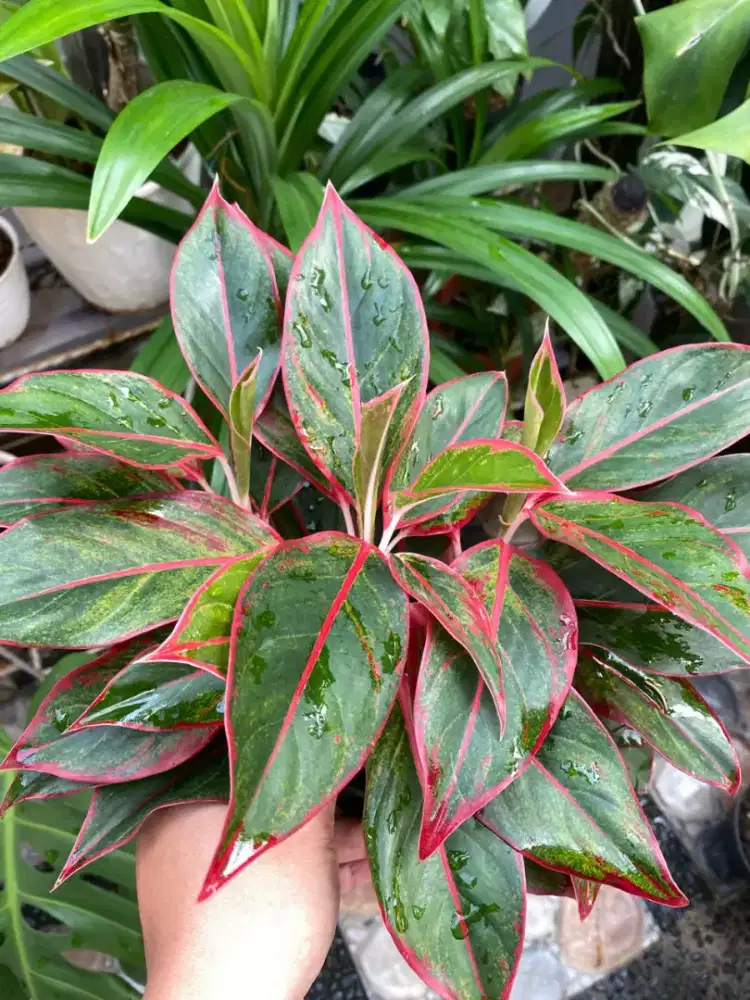 Tanaman Aglonema Lipstik