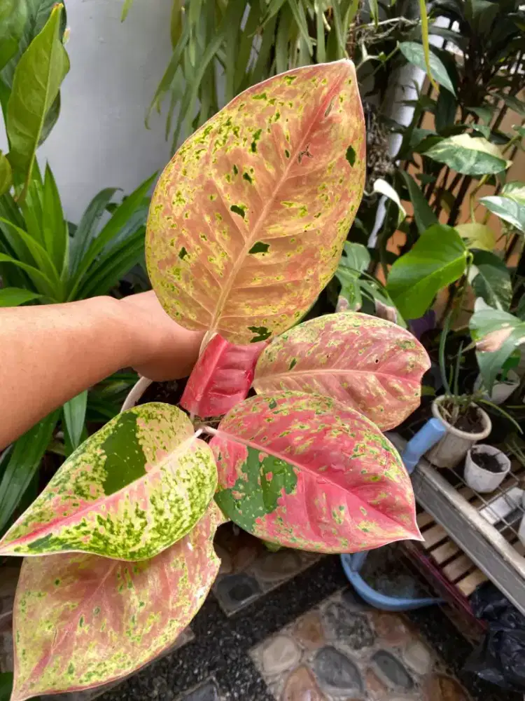 Tanaman. Aglonema Bigroy