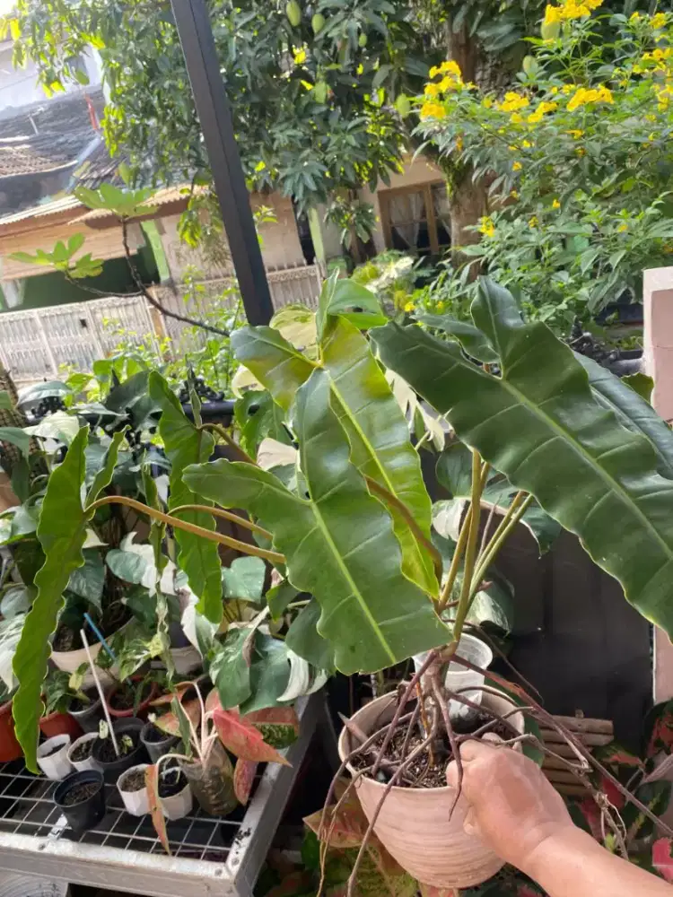 Tanaman. Hias Kabel busi