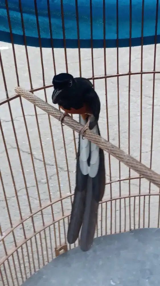 Muraibatu wt ep 20 prestasi