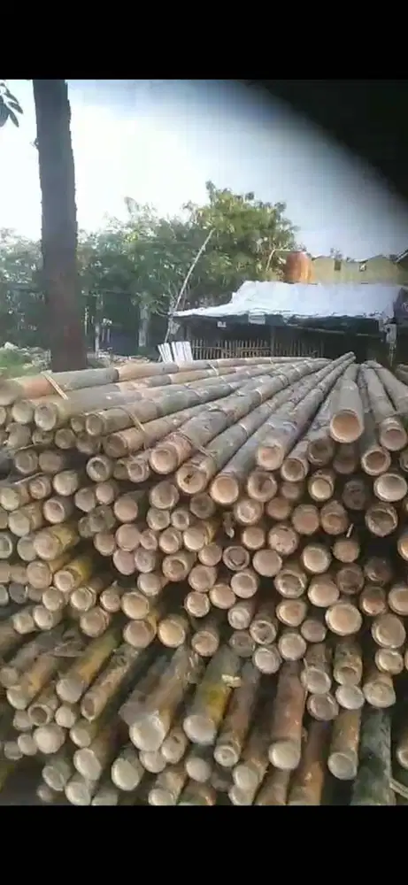 SEDIA BAMBU STEGER ATAU BAMBU UNTUK BEKISTING