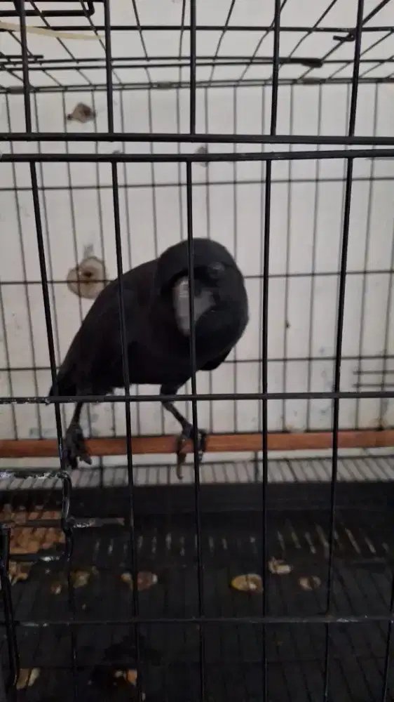 Burung Gagak, Gaok dan Engkak