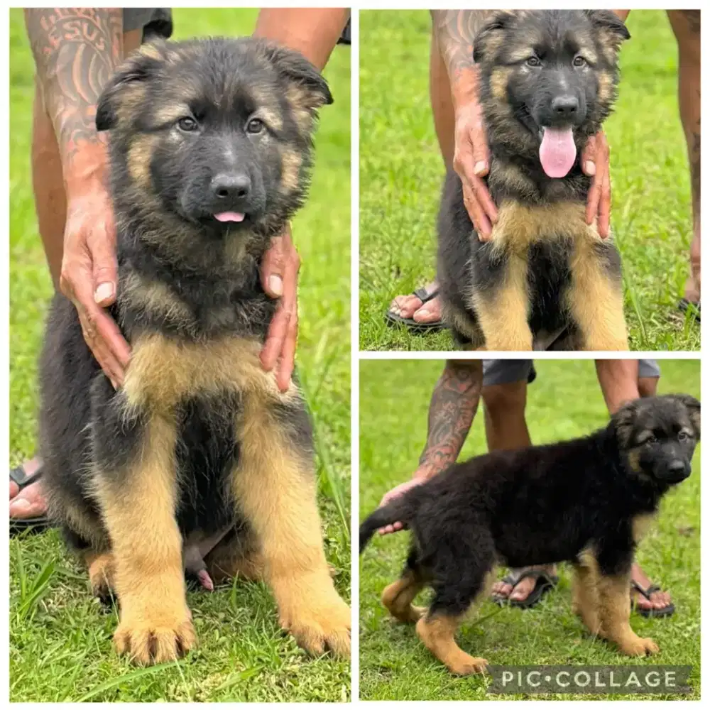 Herder anakan Import