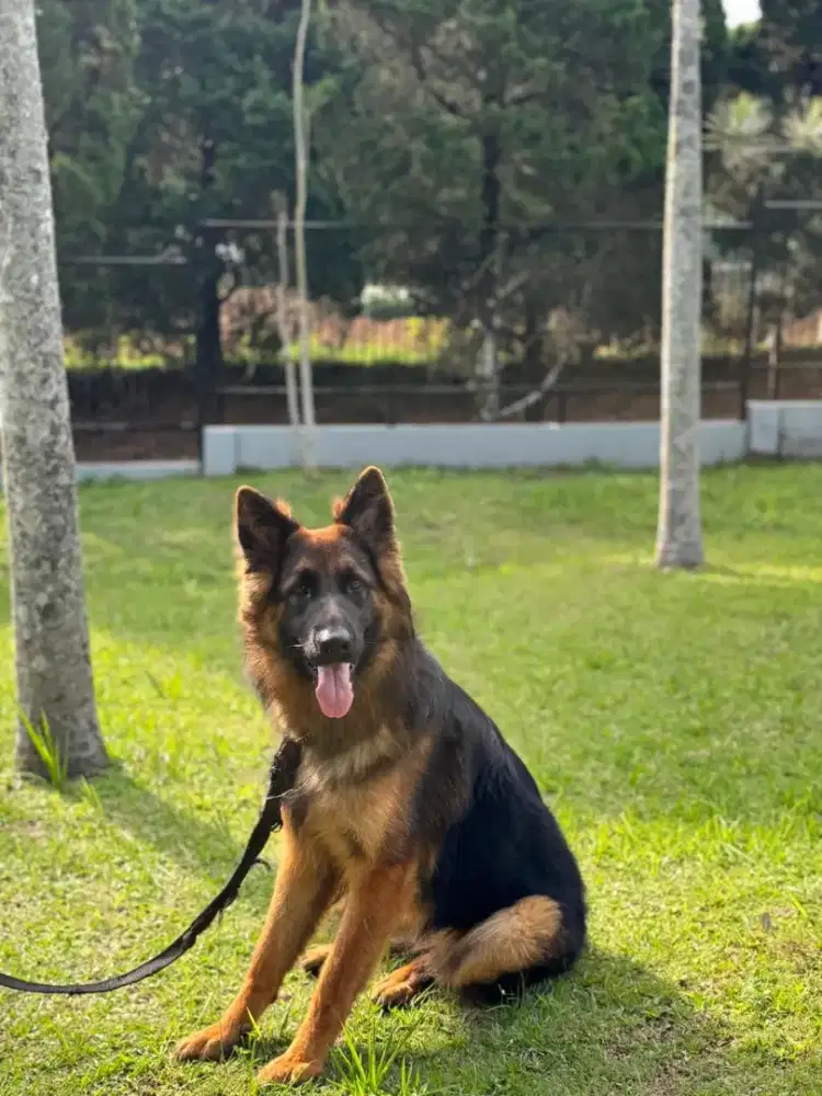 Anakan Import Herder