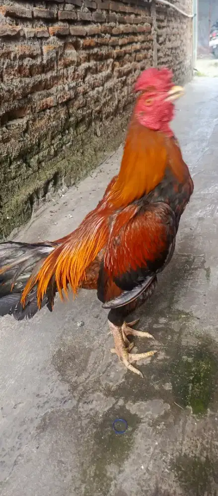 AYAM BANGKOK SUPER