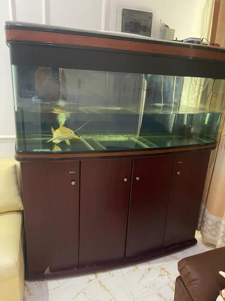 aquarium akuarium boyu 150 cm plus phantom RTC 50 cm