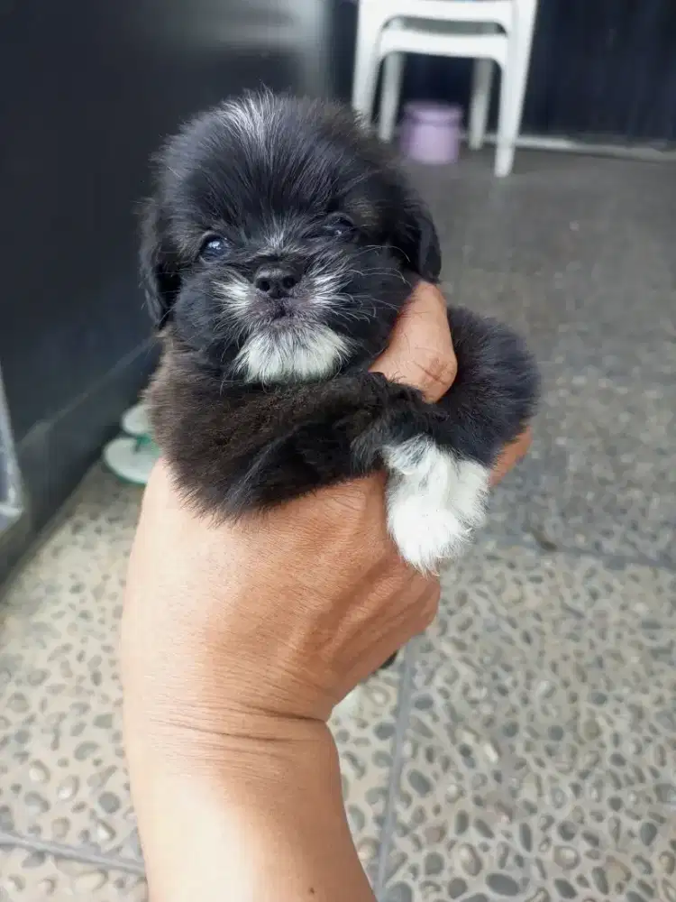 Puppy Shipom betina