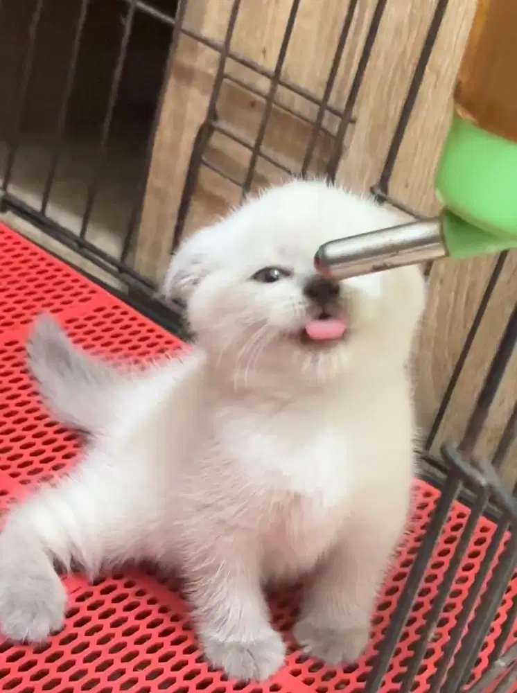 Scottish fold putih blue point fortune kitten