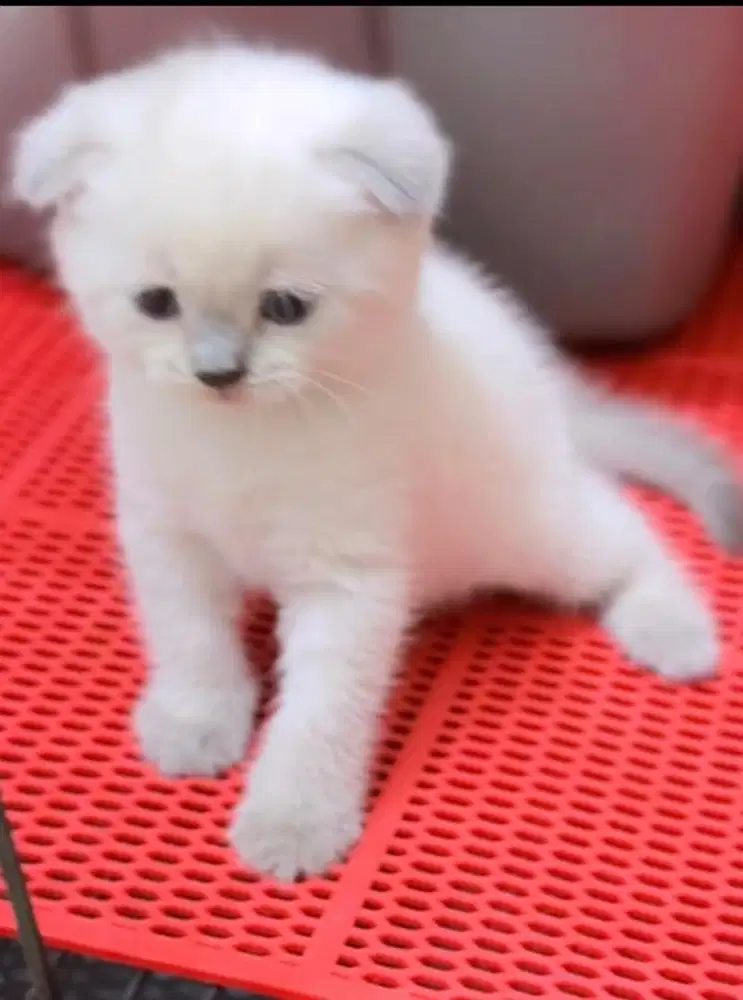 Scottish fold putih blue point fortune kitten