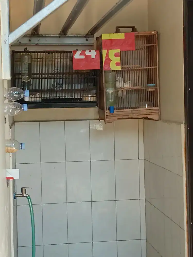 kutut lurik ada 4 pasang@500rb nego