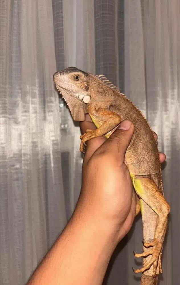 Iguana juve red dan green