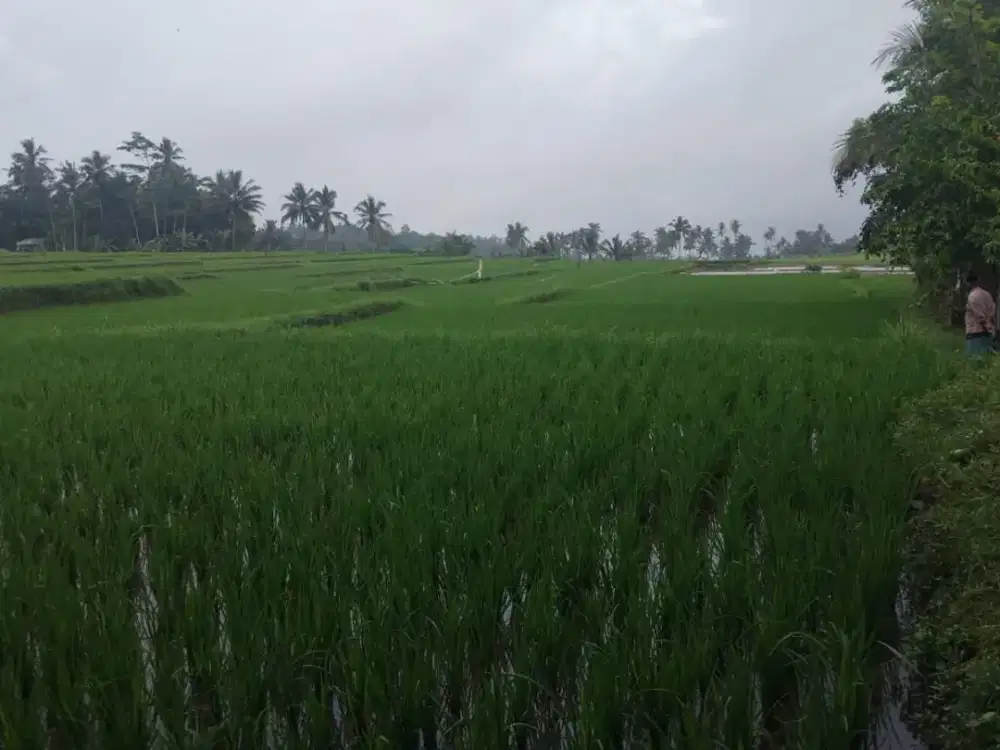 Dijual Tanah Sawah – Lokasi Asri di Kecamatan Licin, Banyuwangi