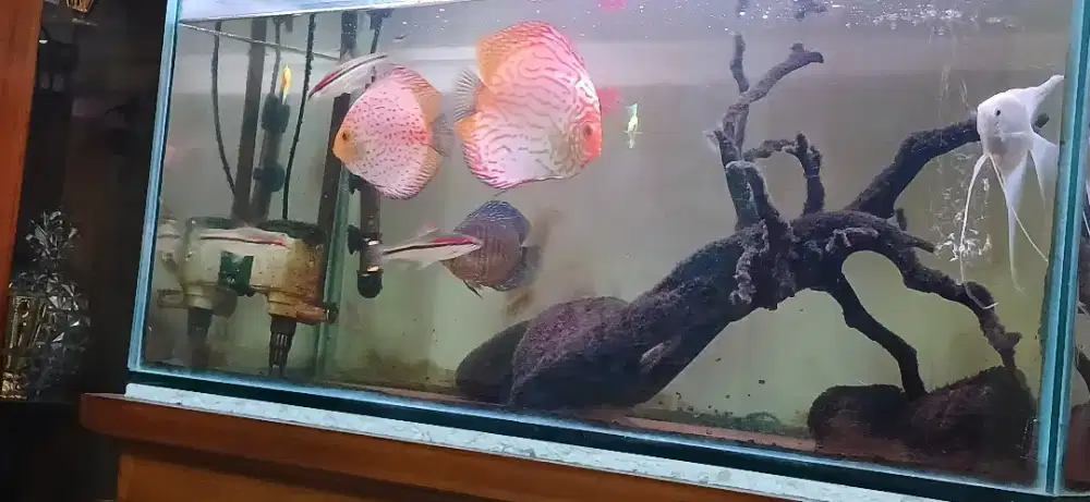 ikan discus jenis pigen dua ekor 1 pair, uk 5 in & 4,5 in up