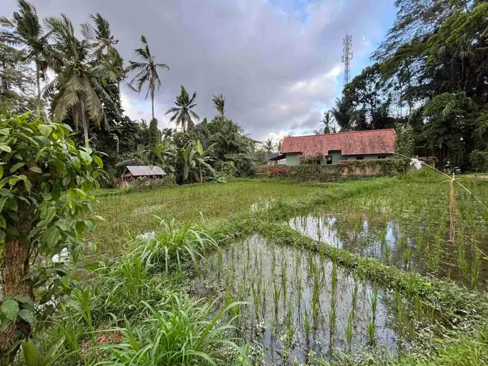 DIJUAL TANAH LOKASI SINGAKERTA UBUD BALI