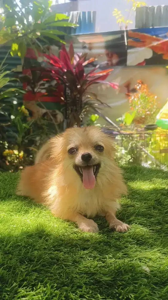 Pomeranian umur 4 bln sdh vaksin betina semua