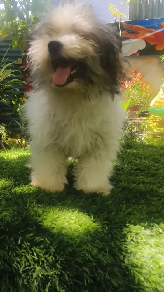 Shitzu UMR 3,5 bln jantan