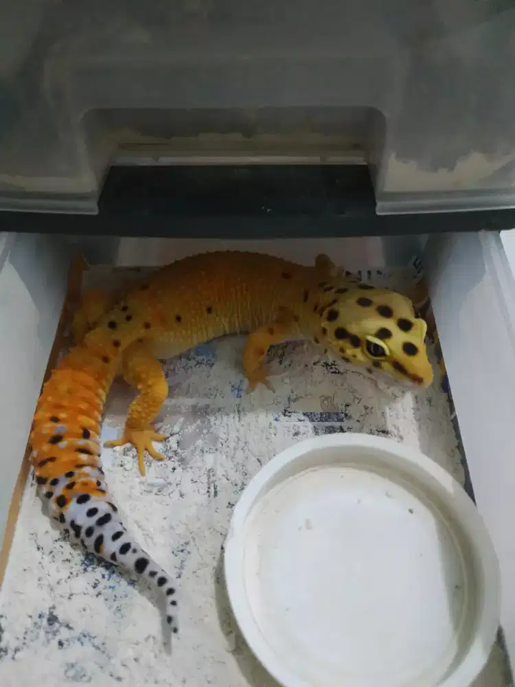 Gecko geko 7blnan female warna orange pekat leher kuning elektrik