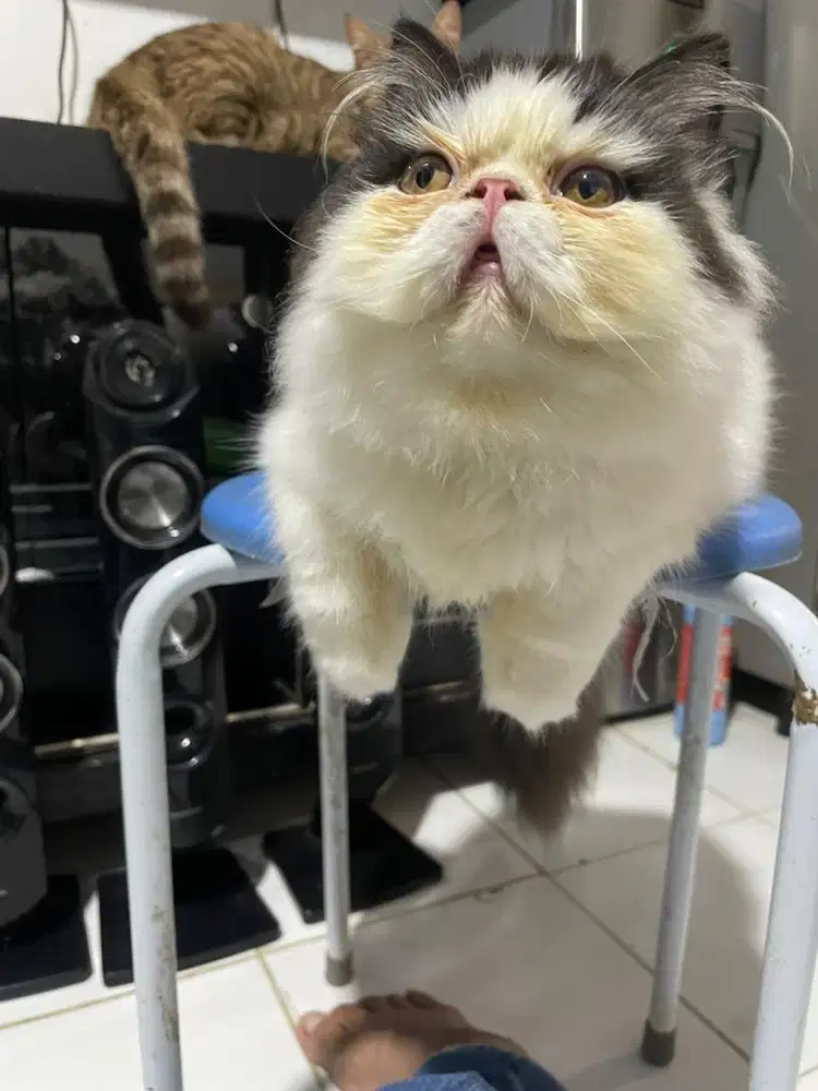 Kucing persian picnose extrim