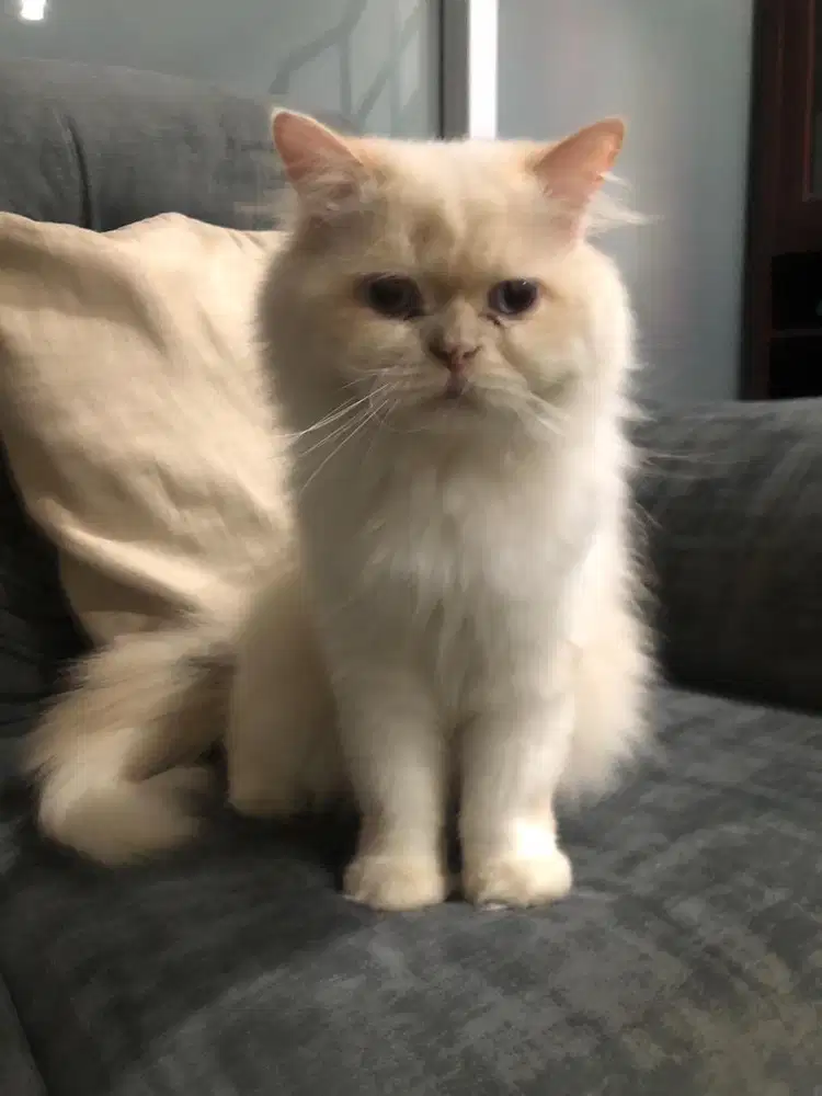 White Red Beautiful Himalayan Persian