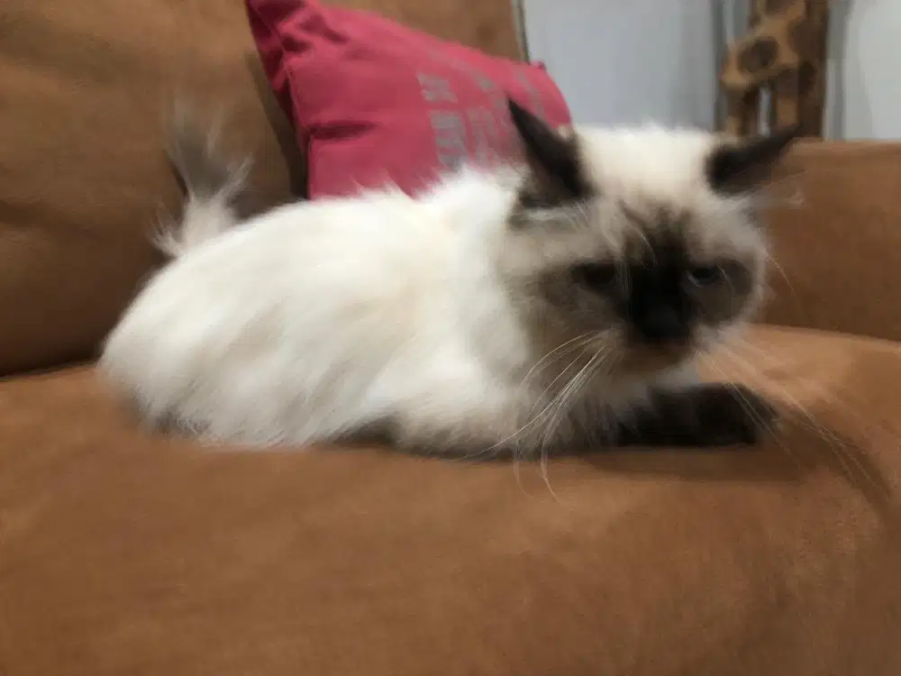 White Brown Beautiful Himalayan Persia
