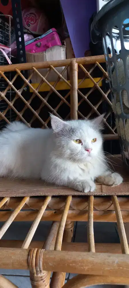 Kucing Jantan mix Mainecoon