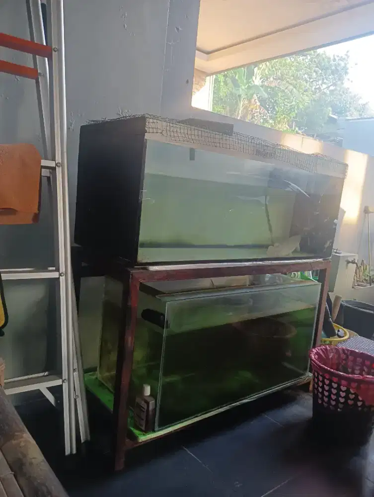 IKAN HIAS ASAL AMERIKA PLATINUM BERGARANSI