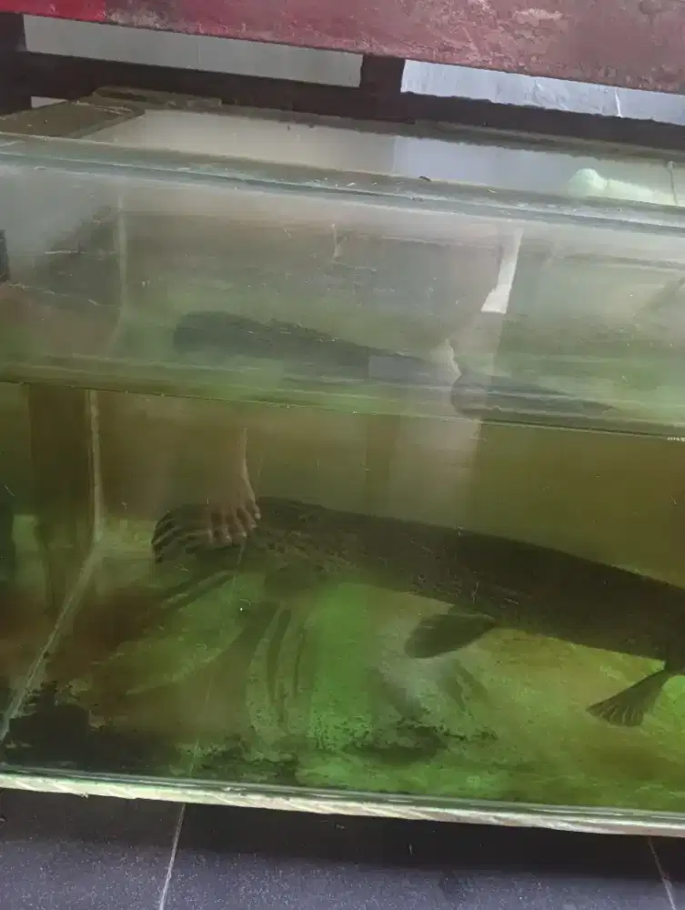 IKAN HIAS ASAL AMERIKA