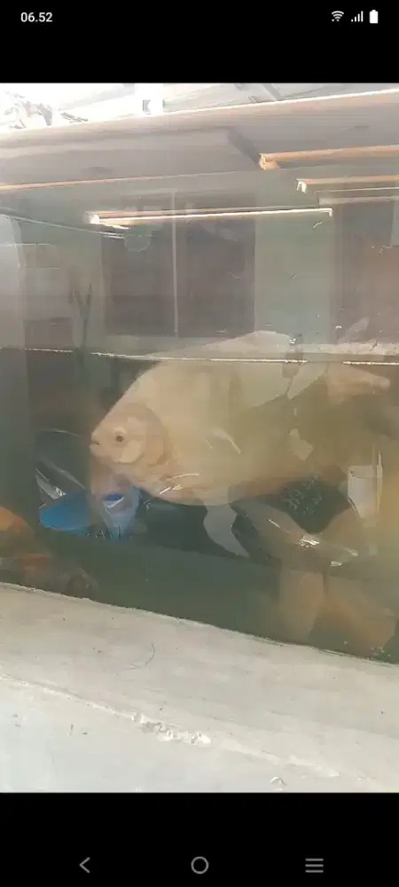 Ikan pacu albino dijual
