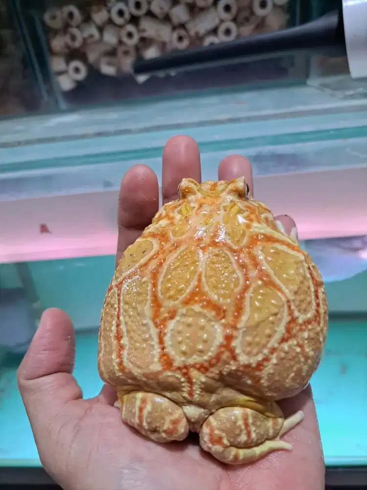 Hewan peliharaan katak kodok pacman hias