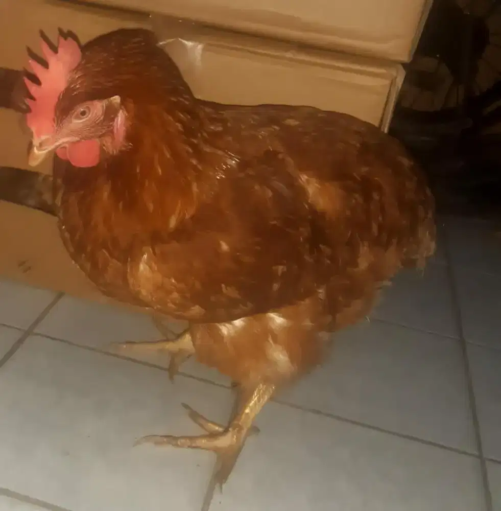 Ayam petelur produksi