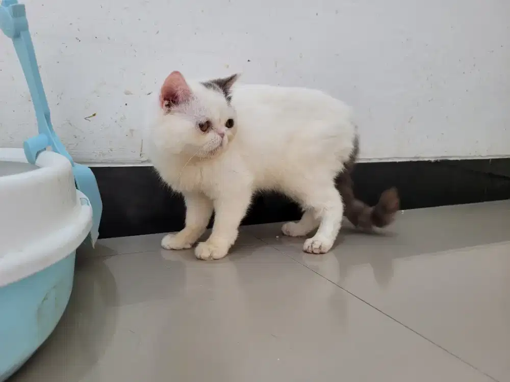 Kucing persia exotic betina 6 bulan