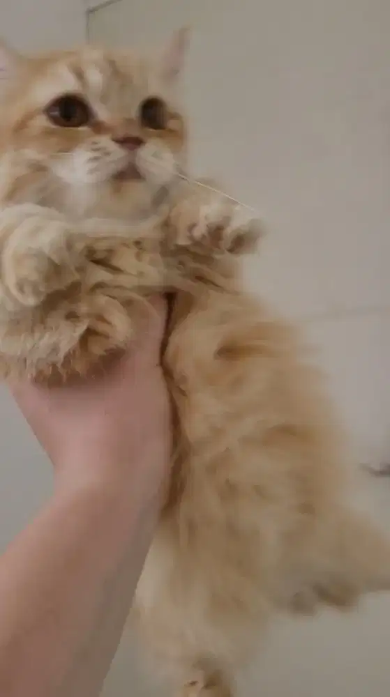 Kucing munchkin betina 1 tahun